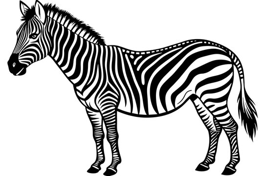 Illustration of a zebra