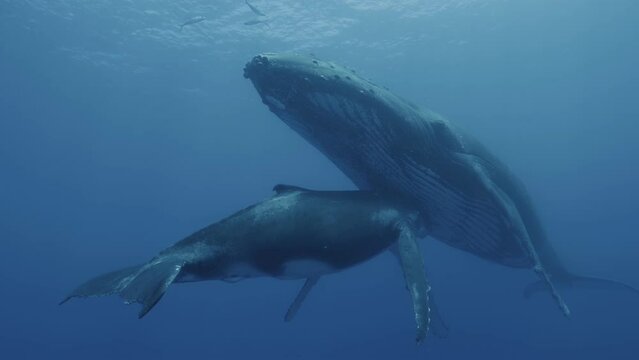 Side view shot of a mother humpback whale and her baby cuddling, with their heads touching each other. Check my portfolio for similar footages.