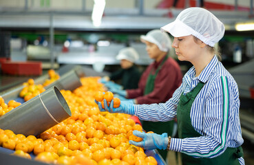 Women's team in colored uniforms sort tangerines on a conveyor line for processing citrus fruits in...