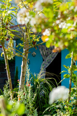 pared azul con cortina de color morado con blanco con una papaya y plantas verdes con flores blanco 