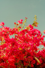Flor de buganvilia de color rosa, rojo y morado 3