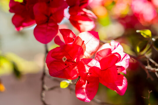 Flor de buganvilia con p&eacute;talos rojos