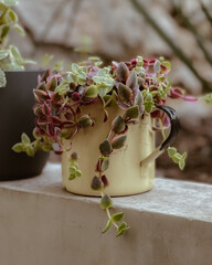 Crassula marginalis rubra variegata o Calico Kitten, una planta suculenta multicolor