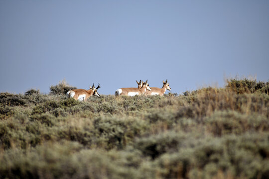 Pronghorn in the Fields of Northern Colorado