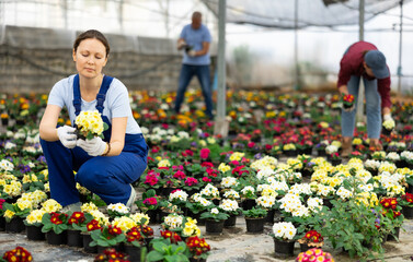 Fototapeta na wymiar Adult woman gardener holding flower pot with blooming common primrose in greenhouse