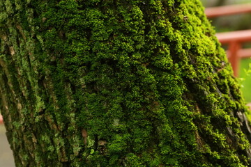 Tree trunk, covered in moss, closeup.