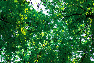 Fototapeta na wymiar Bright green foliage against the sky. Summertime landscape. Patterns in nature.