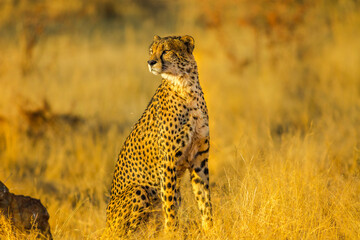 African cheetah species Acinonyx jubatus, family of felids, standing in Madikwe Game Reserve, South Africa. Natural habitat in dry season with blurred background. Side view. - 756836477