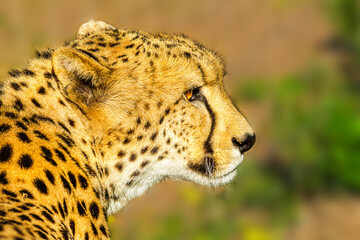 Portrait of cheetah species Acinonyx jubatus, family of felids, in South Africa. Side view of african cheetah on blurred background in natural habitat. Side view.
