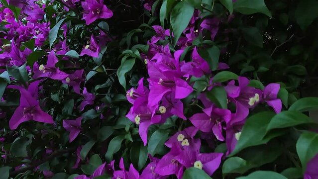 Bougainvillea Violet. A beautiful bush with many purple flowers. Sunny day. A shot without people. Buenos Aires. Argentina. 