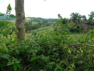 The original view of green grass and mountains with a natural sky background in Indonesia