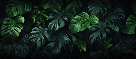 Foto op Canvas A lush green jungle scene with various types of terrestrial plants, including grass, flowering plants, and trees, set against a dark background © 2rogan