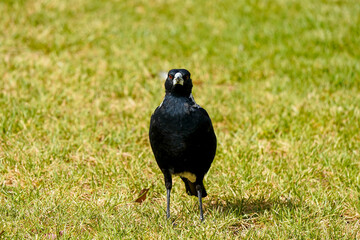 blackbird on the grass