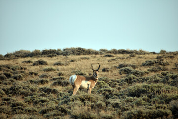 Pronghorn in the Fields of Northern Colorado