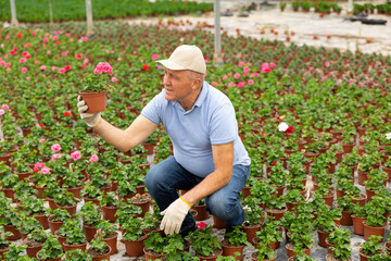senior male chief agronomist of wholesale base of ornamental plants inspects young large - flowered...