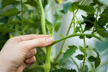 Close-up of tomatoes in the greenhouse, removal of stepchildren for a good harvest