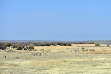 Obraz premium Pronghorn in North Colorado Field