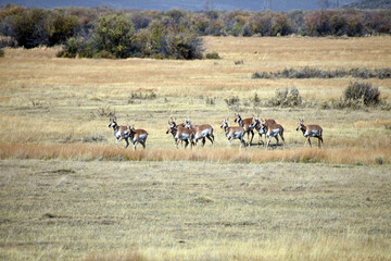 Pronghorn in North Colorado Field