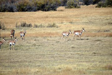 Pronghorn in North Colorado Field