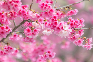 Naklejka premium Pink spring cherry blossom over the tree