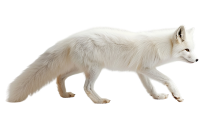 Arctic Wolf Isolated