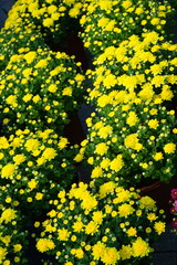 chrysanthemums