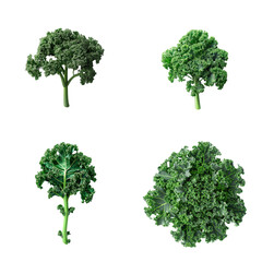 Set of fresh green kale on transparent background