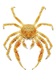 Spider Crab Isolated