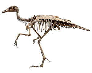 Poultry Fossil isolated