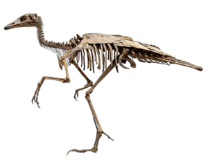 Poultry Fossil isolated