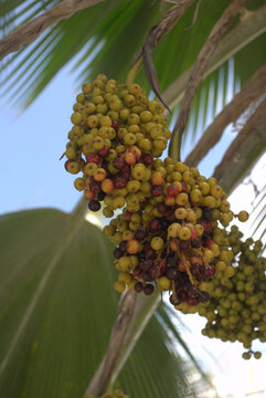 Uvas de playa,no muy comunes pero con el calos muy buenas!