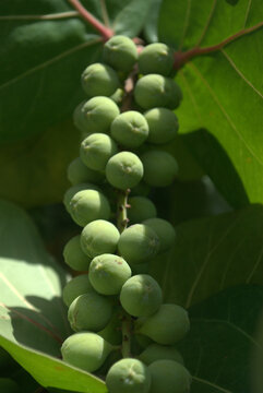 Uvas de playa,no muy comunes pero con el calos muy buenas!