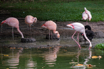 Flamingos, birds belonging to the family Phoenicopteridae of the Ciconiiformes Order. Flamingo,...
