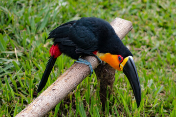 Big beak bird, a toucan