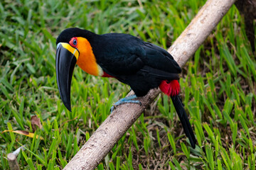 Big beak bird, a toucan
