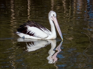Australian Pelican in NSW Australia