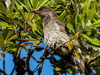 Little Wattlebird in NSW Australia