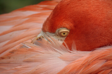 beautiful close-up of a flamingo with beautiful pink feathers
