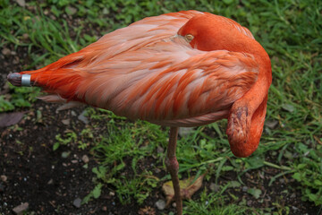 beautiful close-up of a flamingo with beautiful pink feathers