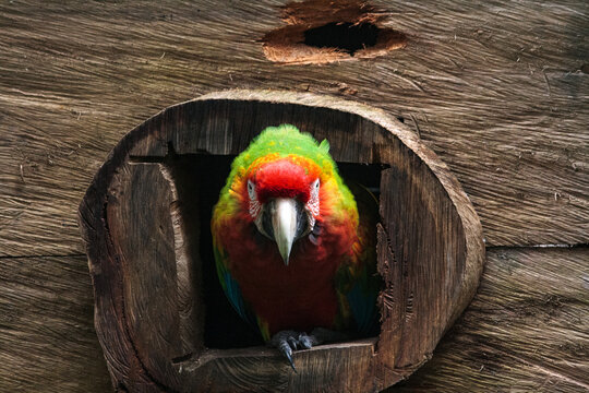 Beautiful and colorful parrot framed by a wooden texture