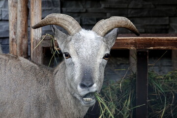 Dagestan tour (Latin Capra caucasica cylindricornis) 