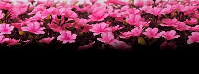 pink flowers on a black background, many pink flowers, black background