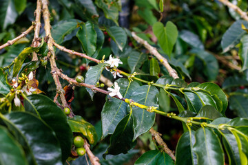 Macro closeup of a white flower on a coffee plant