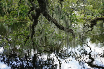 Live oak tree branches hanging above a body of water in New Orleans