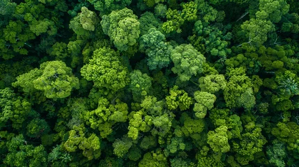 Foto op Plexiglas Top view of lush green forest canopy. © pprothien