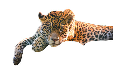 leopard isolated on white background © Uyen