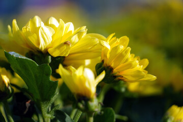 Fototapeta premium Close up Yellow Chrysanthemum flower in spring. Flower background. Bright Sunlight over the yellow color flowers in garden.