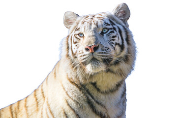 White bengal tiger isolated on white background