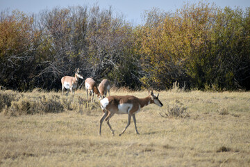 Pronghorn in North Colorado Field