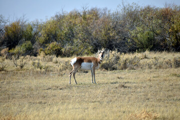 Pronghorn in North Colorado Field